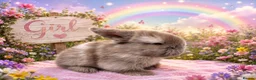 Mini Lop rabbits for sale: A beautiful selection of baby buns - Advert 4