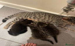 Domestic Shorthair cats for sale: Classic Tabby Domestic shorthair - Image 11