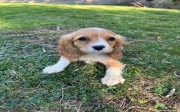Cavapoo dogs for sale: Beautiful cavapoo pups  - Image 1