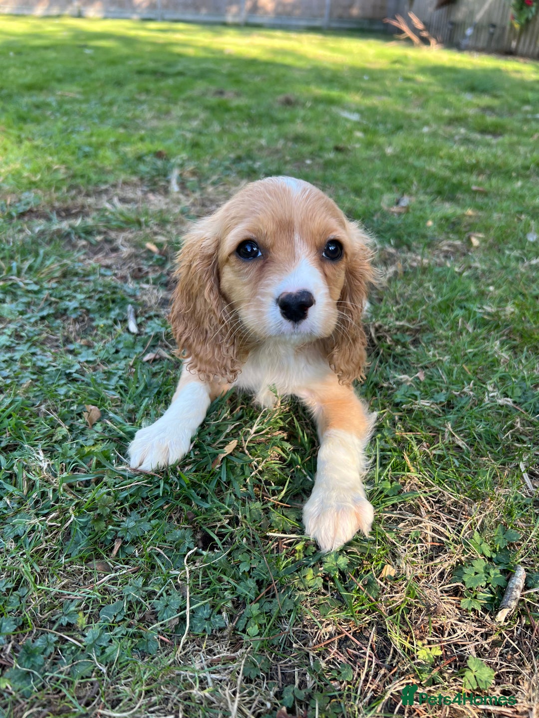 Cavapoo dogs for sale: Beautiful cavapoo pups  - Image 1