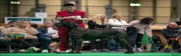 Great Dane dogs for sale: Champion blood exceptional quality black GreatDane - Advert 18