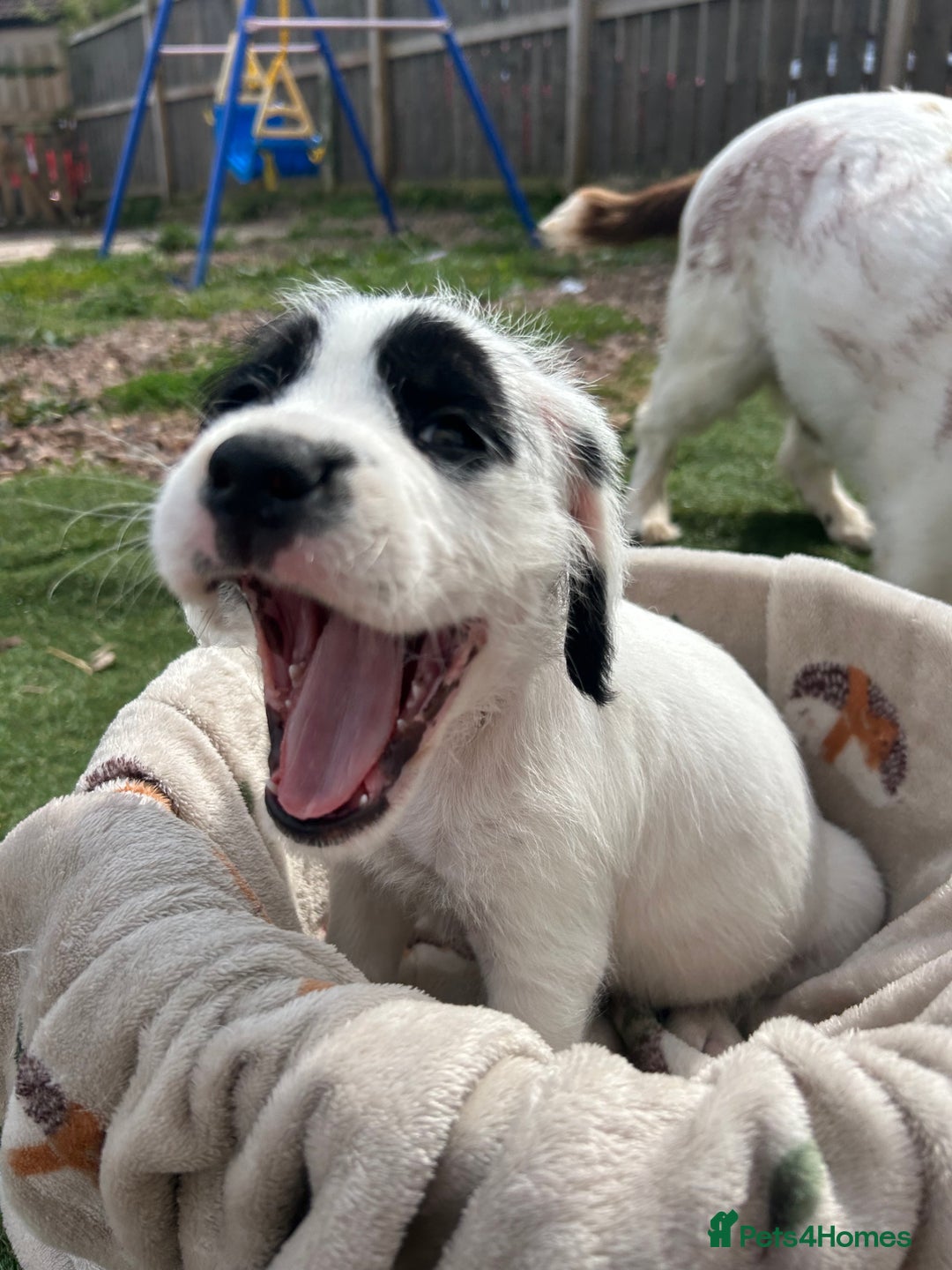 Mixed Breed dogs for sale: long haired Boxapoints - Image 19