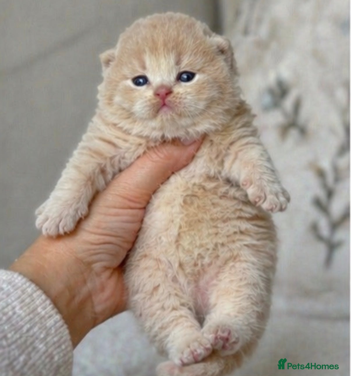 British Shorthair cats 🐾Stunning kittens 🐾 - Advert 9