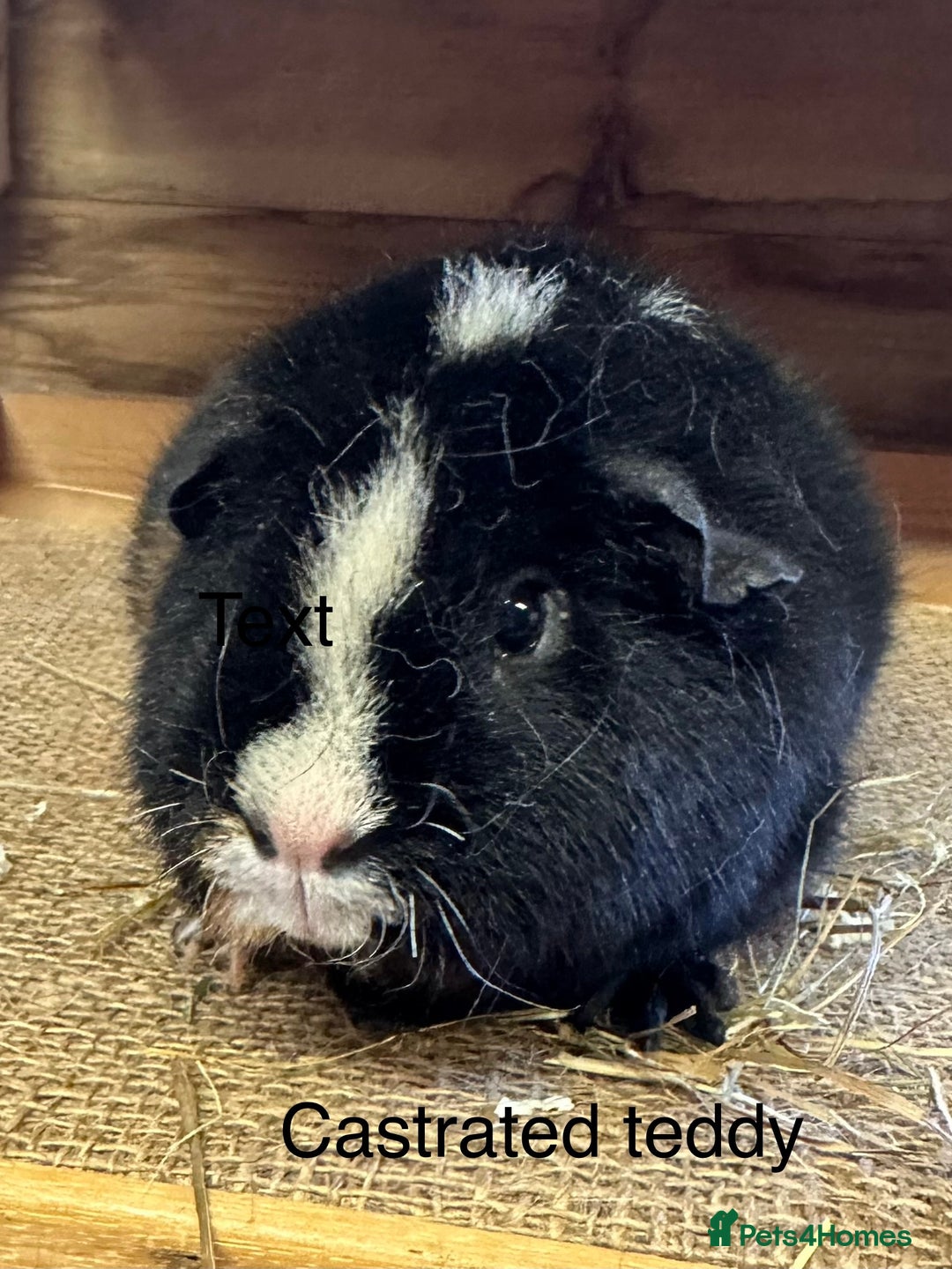 Guinea Pig rodents for sale: Teddy,Swiss and pet guinea pigs - Advert 6