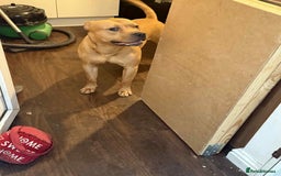 Staffordshire Bull Terrier dogs for sale: Staffy puppies all carry blue  - Advert 9