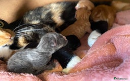 British Shorthair cats for sale: 3 kittens  - Image 4