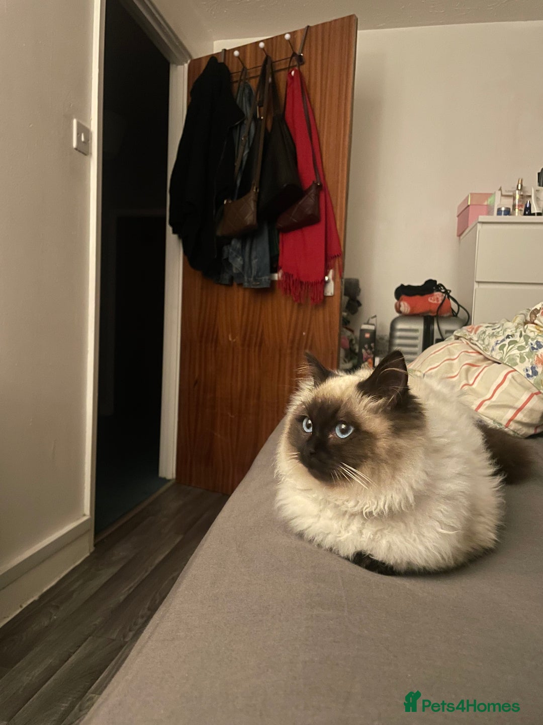 Ragdoll cats for sale: BonBon looking for his forever home  - Advert 5