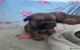 Mixed Breed dogs for sale: Jack x Shitzu puppies dob 17th august 2025  - Image 2