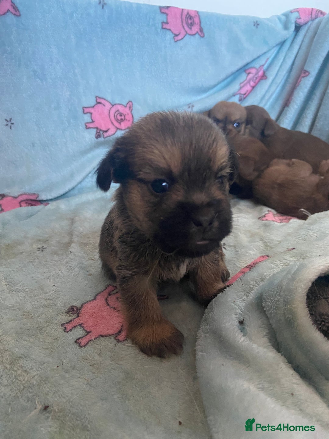 Mixed Breed dogs for sale: Jack x Shitzu puppies dob 17th august 2025  - Image 2
