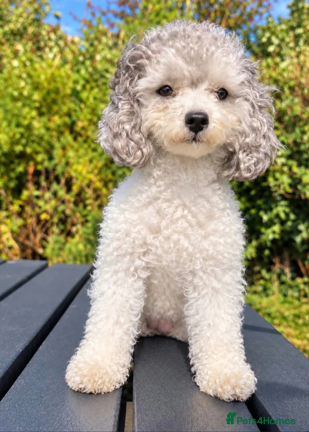 Toy Poodle dogs for sale: Asian toy poodle - Advert 7