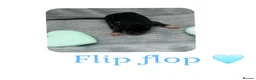 Rat rodents for sale: Baby Dumbo Rats  - Advert 24