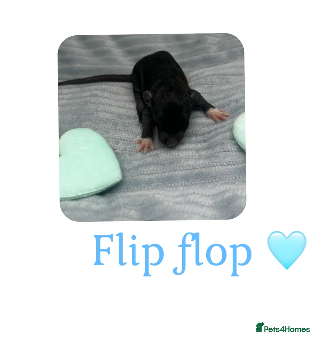 Rat rodents for sale: Baby Dumbo Rats  - Advert 24