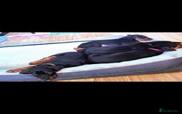 Dobermann dogs for sale: Beautiful Doberman puppies 3 boys 3 girls for sale - Image 9