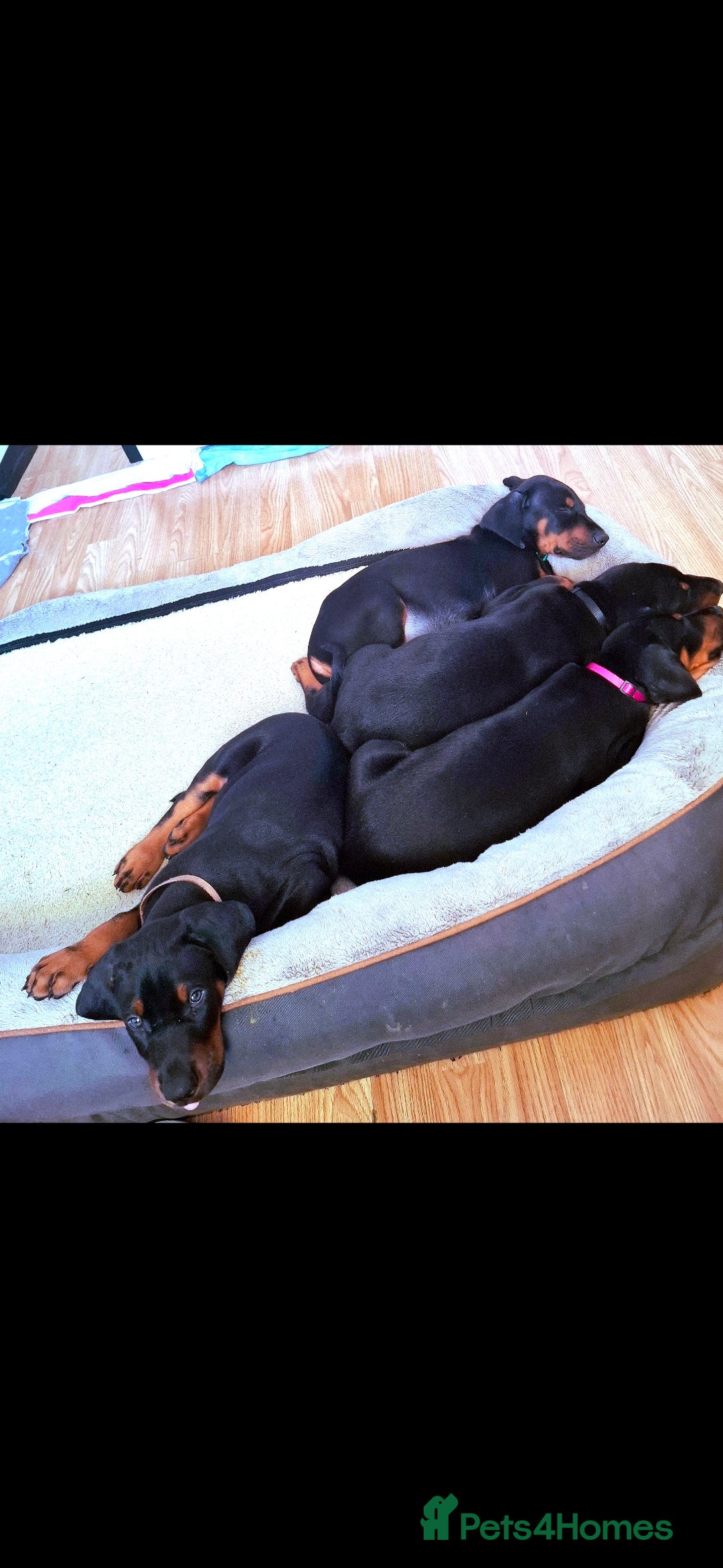 Dobermann dogs for sale: Beautiful Doberman puppies 3 boys 3 girls for sale - Image 9