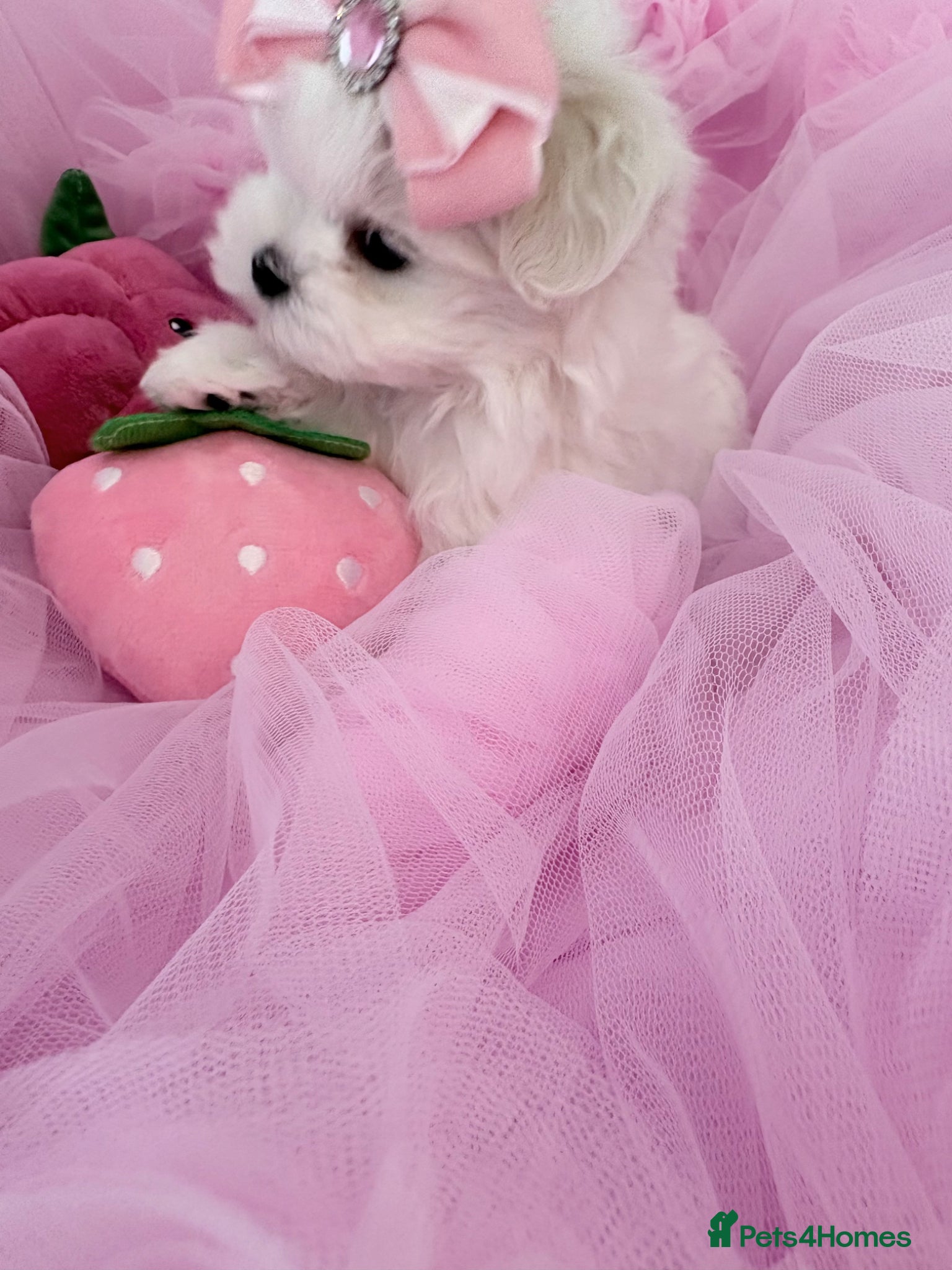 Maltese dogs 💗Gorgeous Korean baby girl 💗 - Advert 11