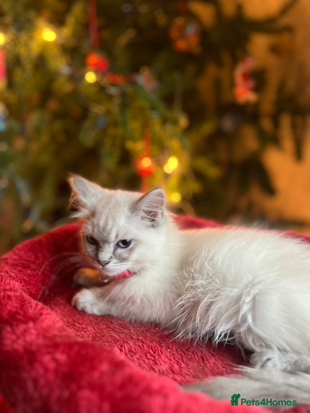 Ragdoll cats for sale: Gorgeous Tica ragdoll kittens ready now  - Advert 8