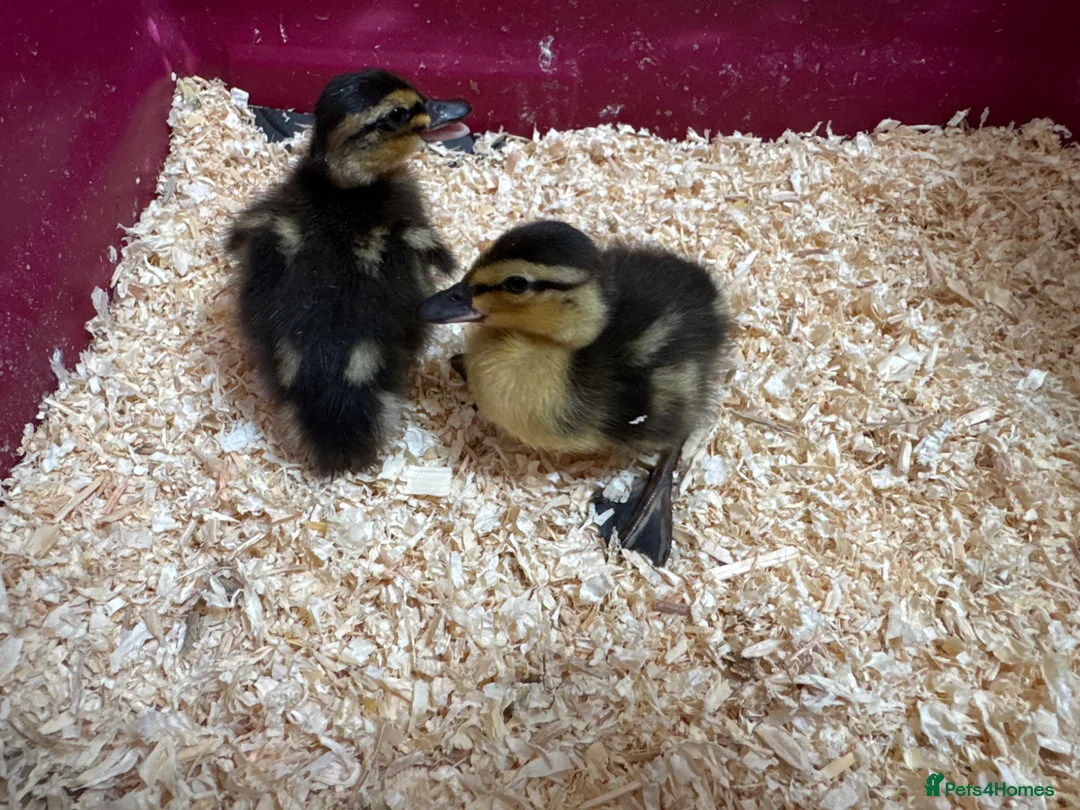 Ducks poultry for sale: Pure breed ducklings in Barnsley - Advert 10