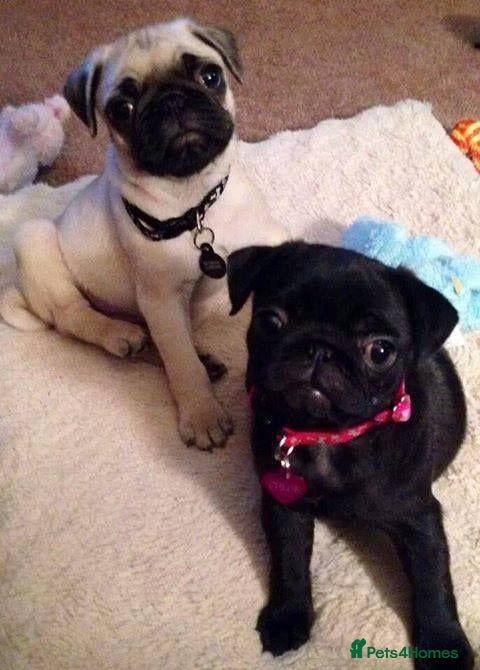 Pug dogs Pretty pug black and fawn puppies  - Advert 6