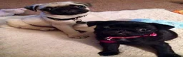 Pug dogs for sale: Pretty pug black and fawn puppies  in London - Advert 2