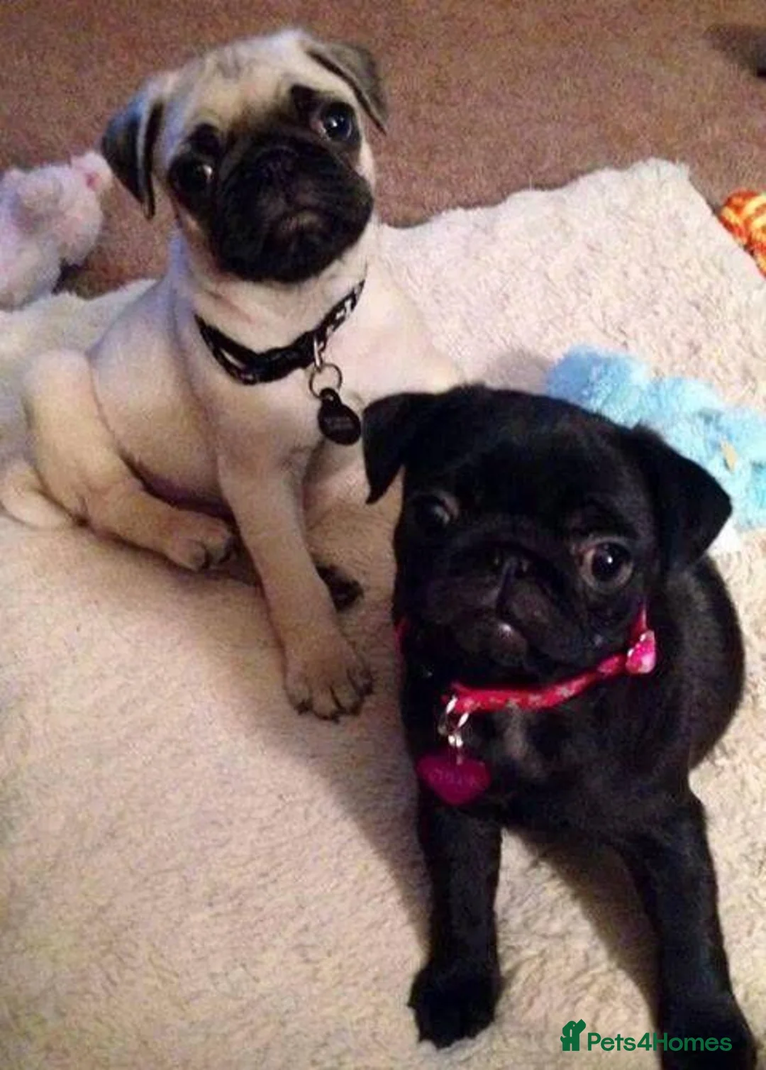 Pug dogs for sale: Pretty pug black and fawn puppies  in London - Advert 2