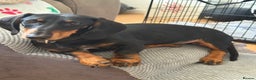 Dachshund dogs for sale: Dachshund 11 months old  - Advert 8