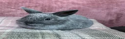 Netherland Dwarf rabbits for sale: Pure Netherland Dwarf rabbits - Advert 9