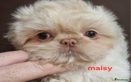 Shih Tzu dogs for sale: 6 Snow White Shih Tzu Pups.  - Image 9