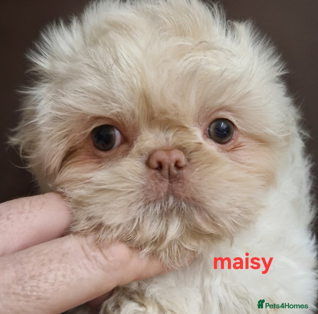Shih Tzu dogs for sale: 6 Snow White Shih Tzu Pups.  - Image 9