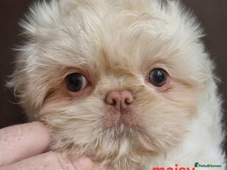 Shih Tzu dogs - Advert 7