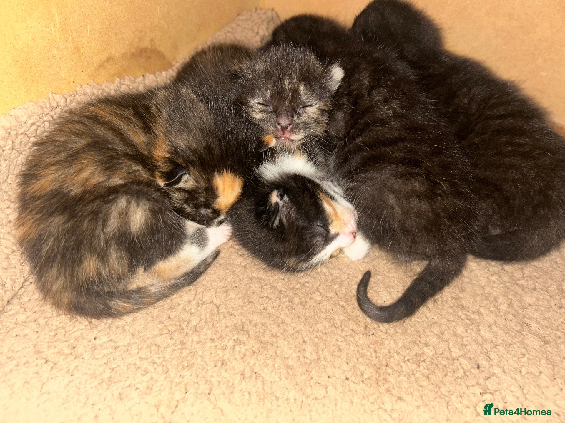 Mixed Breed cats 5 Mixed Bengal Kittens  - Advert 9