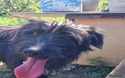 Mixed Breed dogs for adoption: SANDRA, a superb young girl - for a Loving Home - Image 11