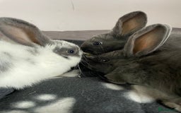 French Lop rabbits for sale: Blue French lopXDutch baby rabbits ready to go now - Image 16