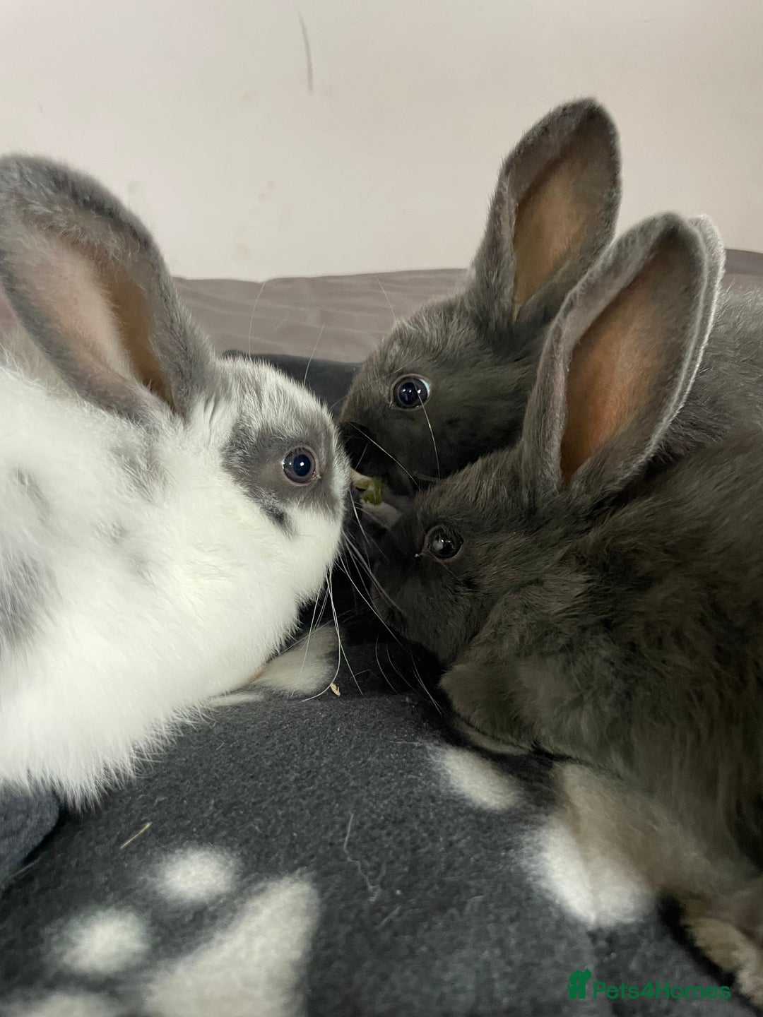 French Lop rabbits for sale: Blue French lopXDutch baby rabbits ready to go now - Image 16