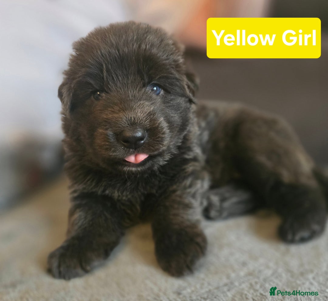 German Shepherd dogs for sale: Ready this Thur 17 July KCReg GSD 1 boy left £1300 in Kingussie - Image 8