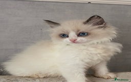 Ragdoll cats for sale: 4 fluffy boys - Image 4