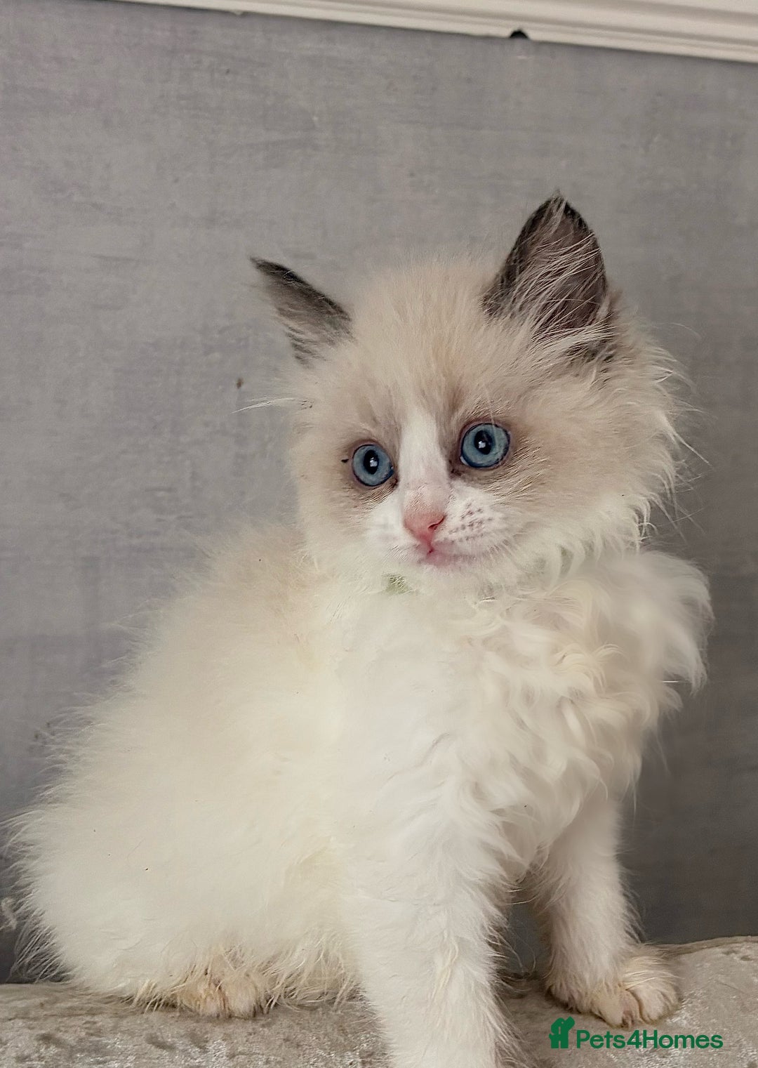 Ragdoll cats for sale: 4 fluffy boys - Image 4