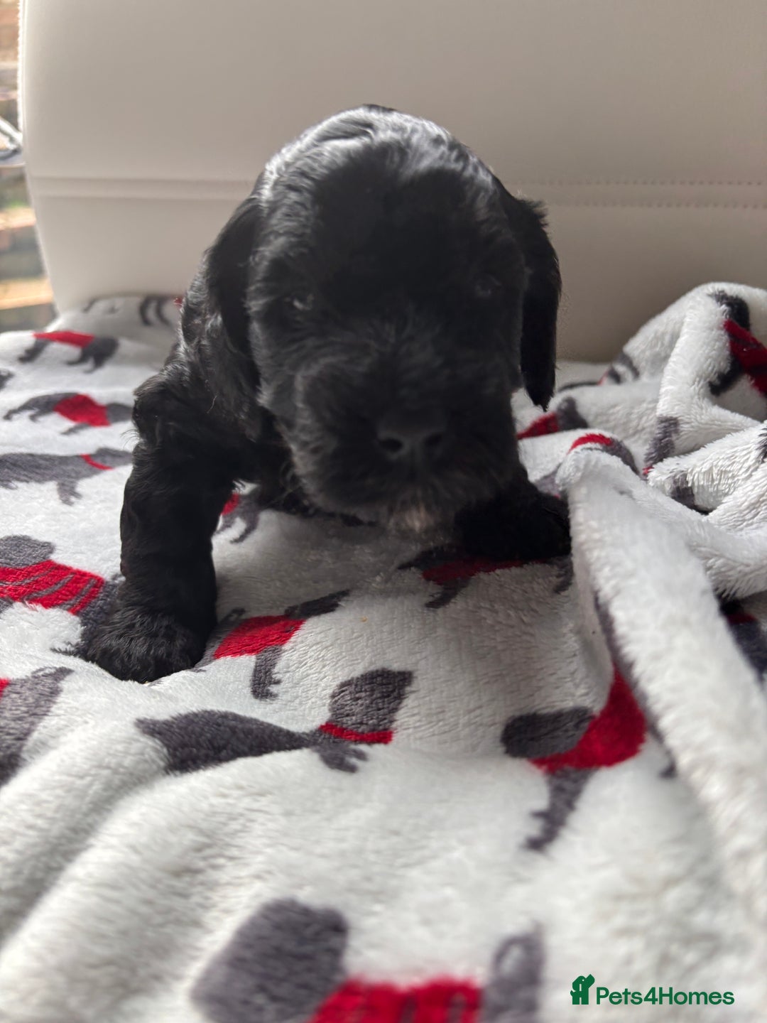 Cockapoo dogs for sale: Adorable F2 Cockapoo Puppies - First Litter  - Advert 15