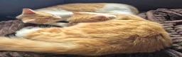 Mixed Breed cats for sale: 7 kittens for sale in Lincoln - Advert 4