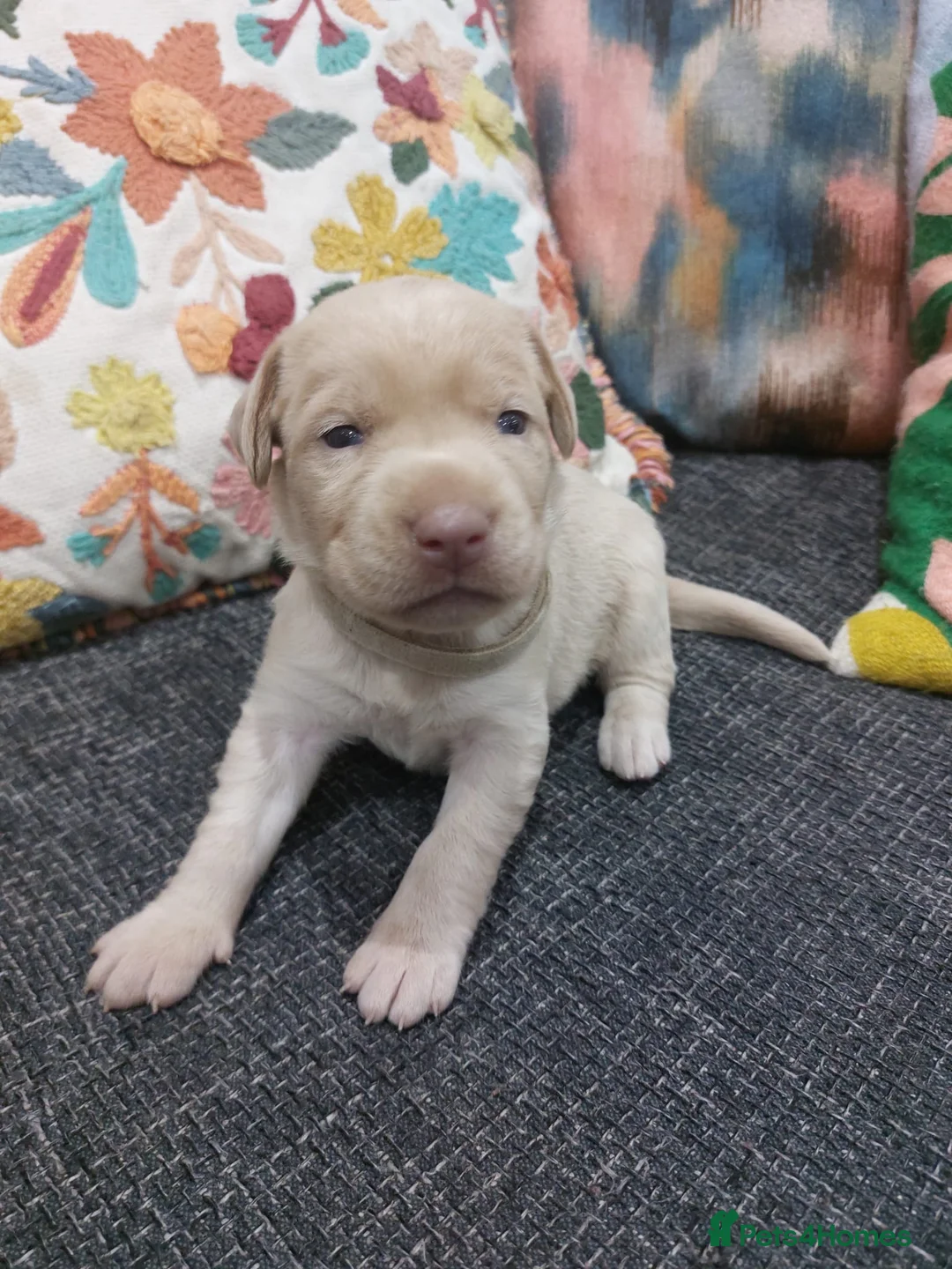 Labrador Retriever dogs for sale: **Champagne and Silver Labrador Puppies** - Advert 2