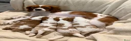 Cavalier King Charles Spaniel dogs for sale: Cavalier king charles spaniels 3 males left - Advert 3