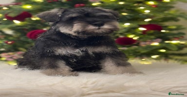 Miniature Schnauzer dogs  kc/Bva eye tested clear vet checked & certificate - Advert 7