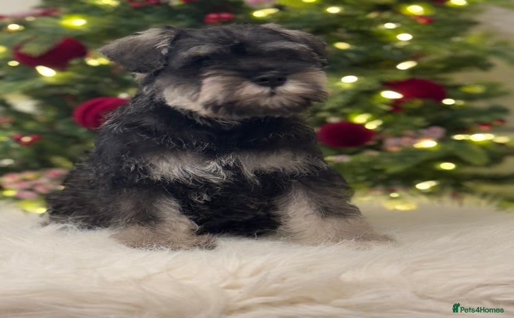 Miniature Schnauzer dogs  kc/Bva eye tested clear vet checked & certificate - Advert 4