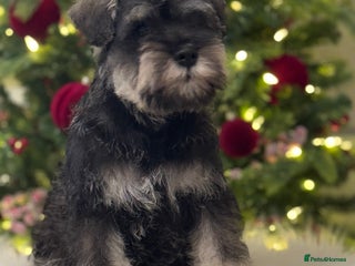 Miniature Schnauzer dogs kc/Bva eye tested clear vet checked & certificate - Advert 8