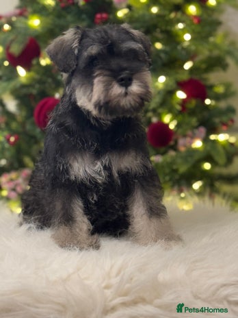 Miniature Schnauzer dogs kc/Bva eye tested clear vet checked & certificate - Advert 1