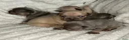 French Bulldog dogs for sale: French bulldog puppies  - Advert 2