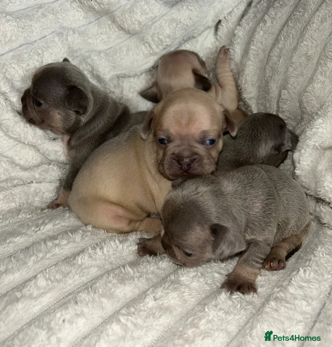 French Bulldog dogs for sale: French bulldog puppies  - Advert 2