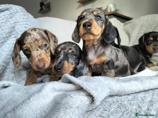 Miniature Dachshund dogs Beautiful miniature dachshunds 😊 - Advert 14