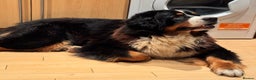 Bernese Mountain Dog dogs for sale: Stunning Pedigree Bernese Mountain Puppies - Advert 10