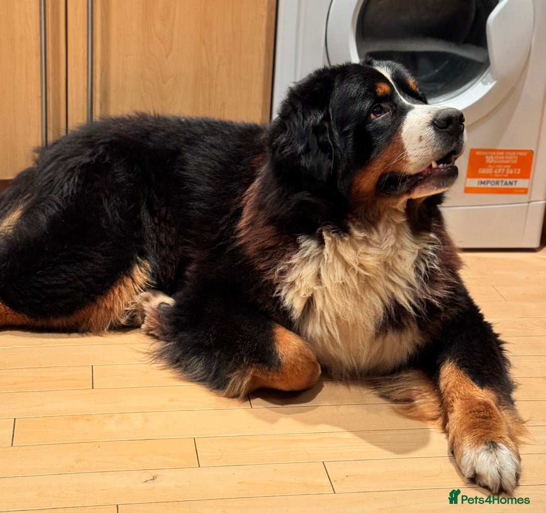 Bernese Mountain Dog dogs for sale: Stunning Pedigree Bernese Mountain Puppies - Advert 10