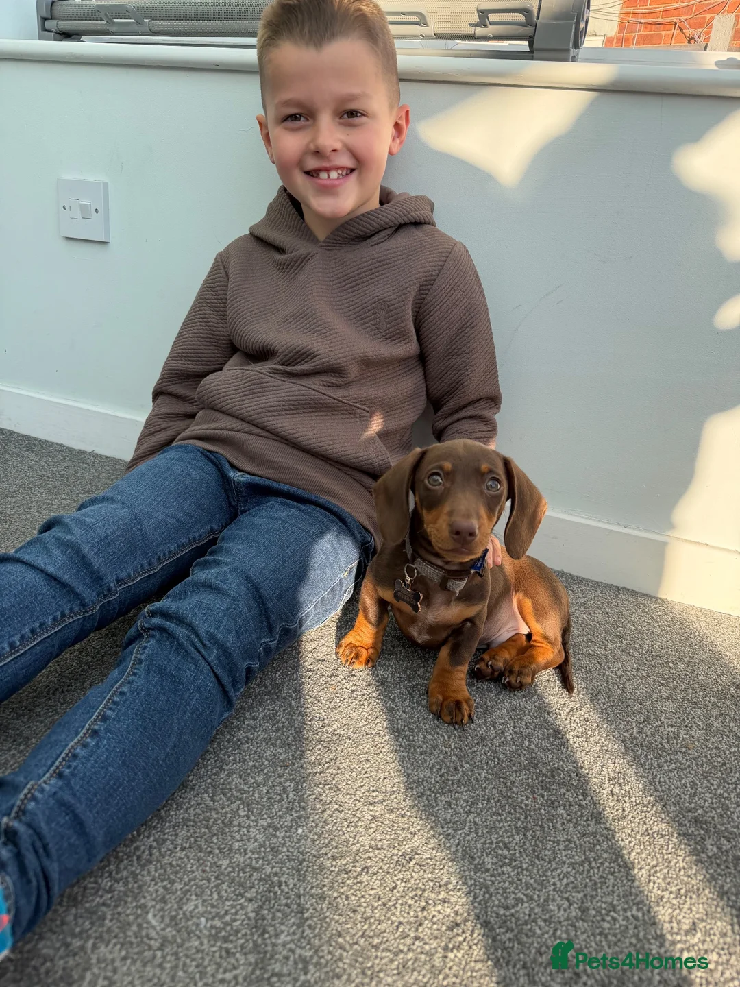 Miniature Dachshund dogs for sale: Frankie in Search of His Forever Home  in Alfreton - Advert 30
